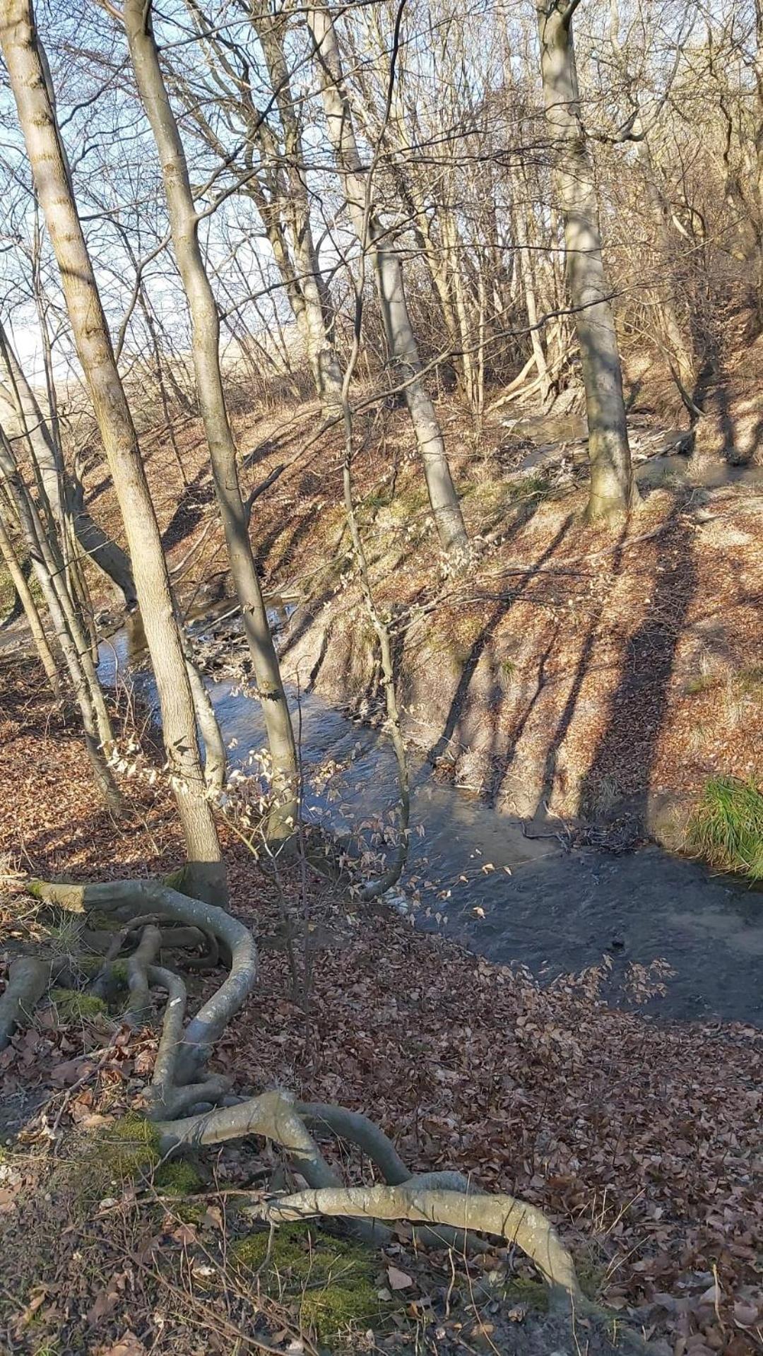 Ferienhaus An Der Brunnenaue 4 Sterne, E-Ladestation Am Haus, Wlan, Netflix, Garten Sagard Eksteriør billede